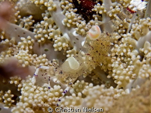 Small shrimp with eggs in the very diverse Komodo Nationa... by Christian Nielsen 